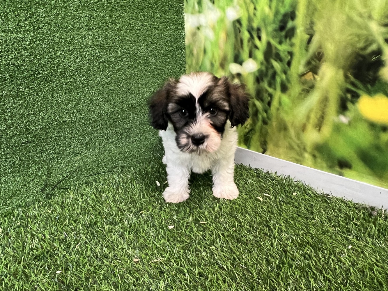 Crossbreed Lhasa Apso x Havanese female Puppy for sale 010589090
